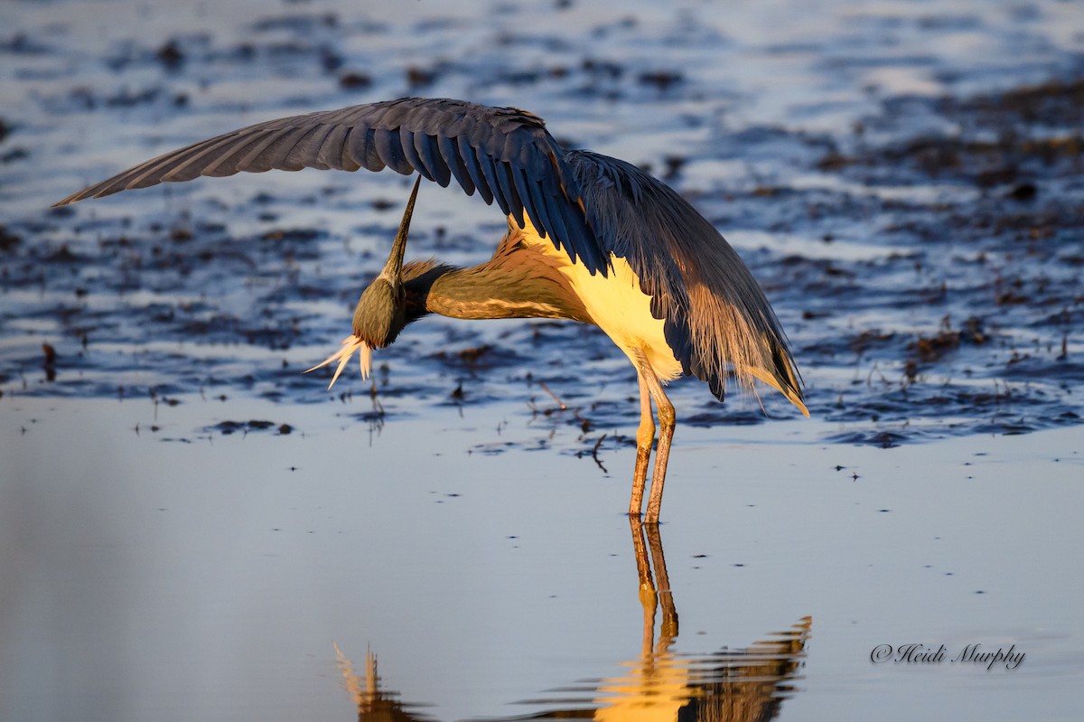 Tricolored Heron - ML620217537