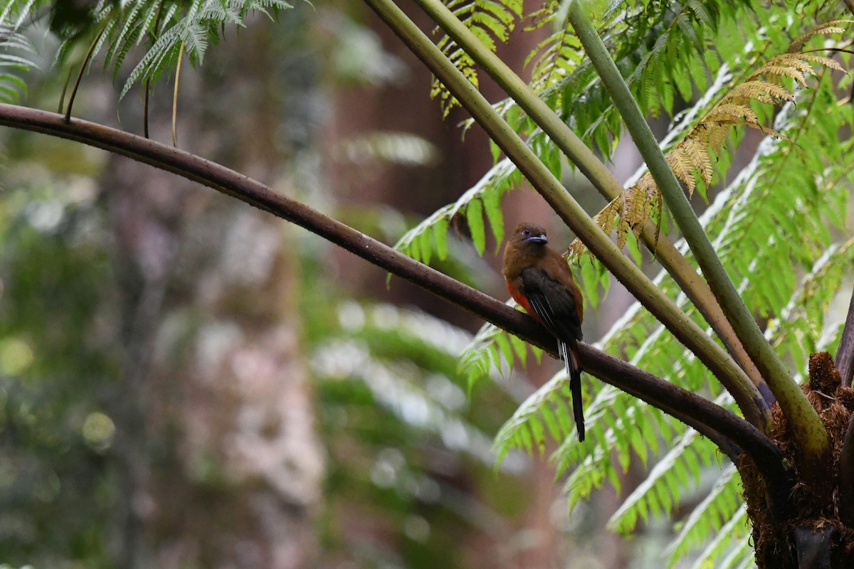 Trogon à tête rouge - ML620217539