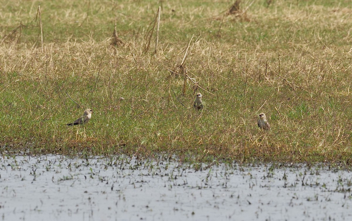 Small Pratincole - ML620217559