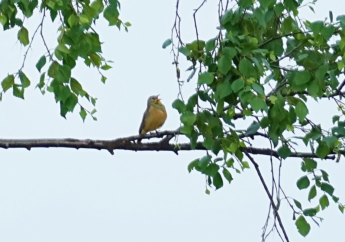 Ortolan Bunting - ML620217570