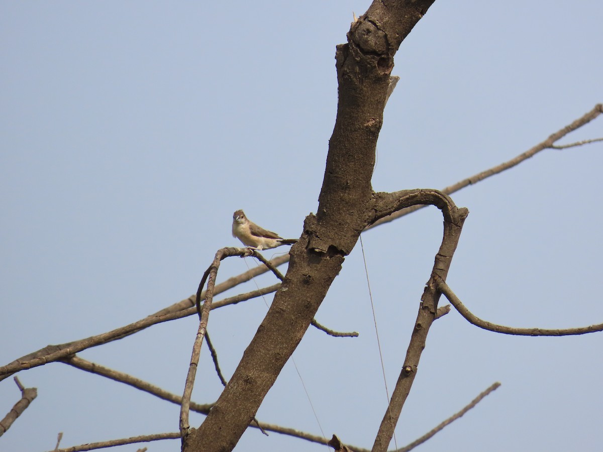 Indian Silverbill - ML620217576