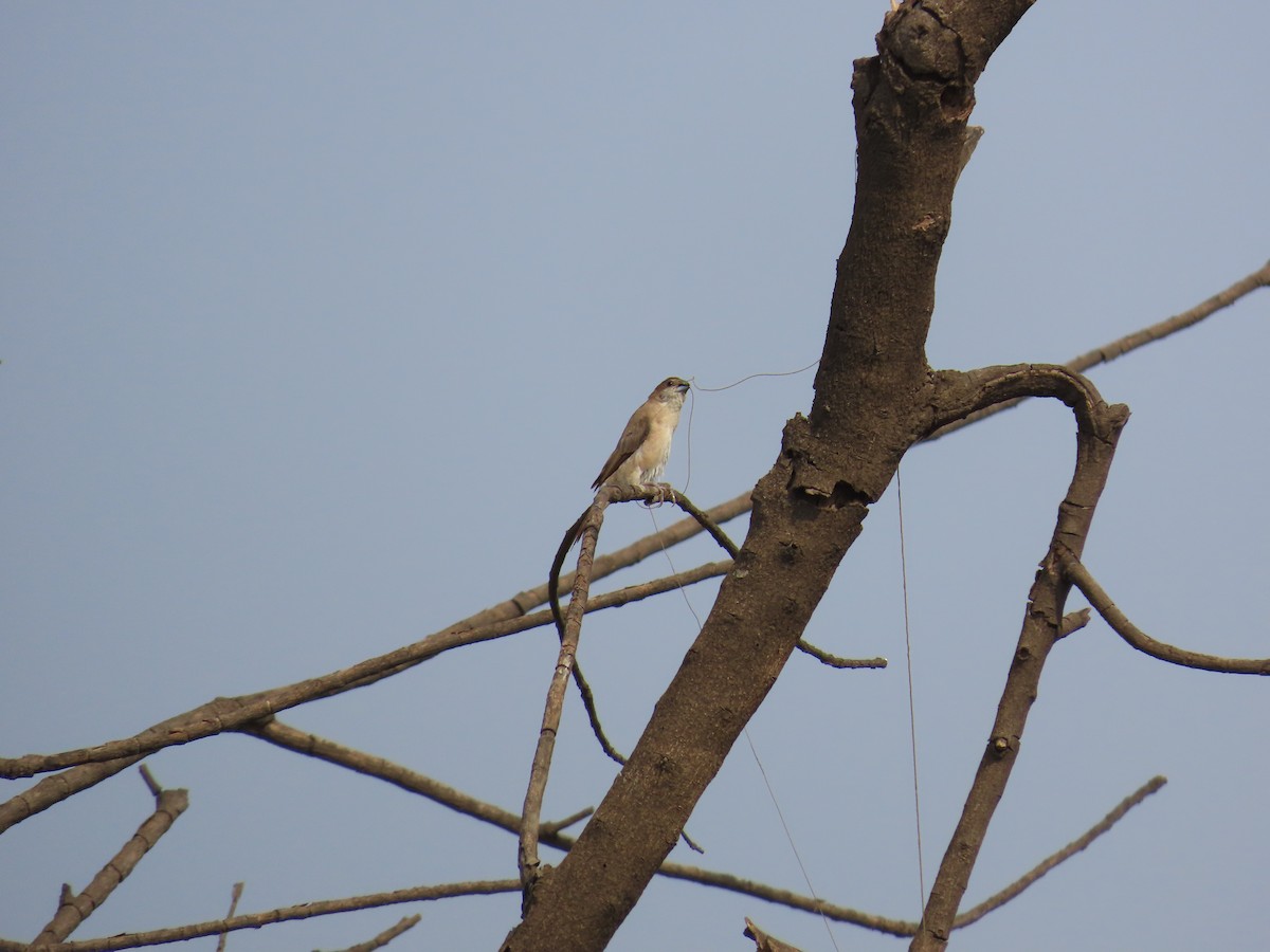 Indian Silverbill - ML620217577