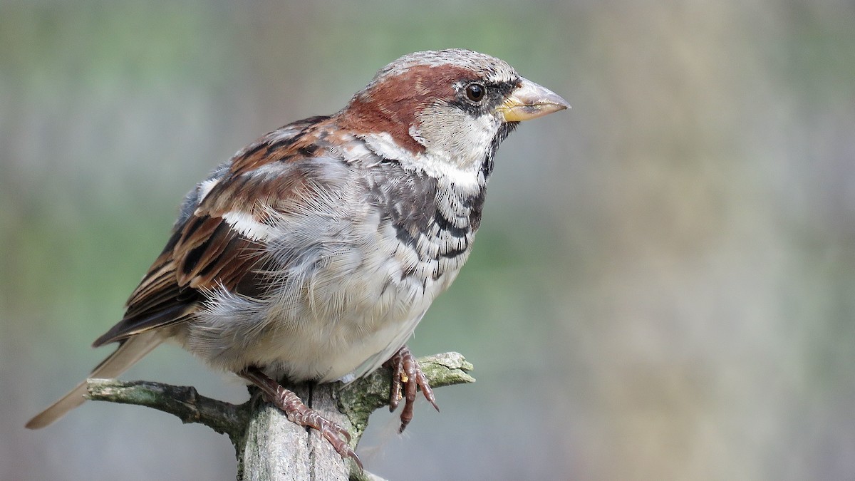 House Sparrow - ML620217595