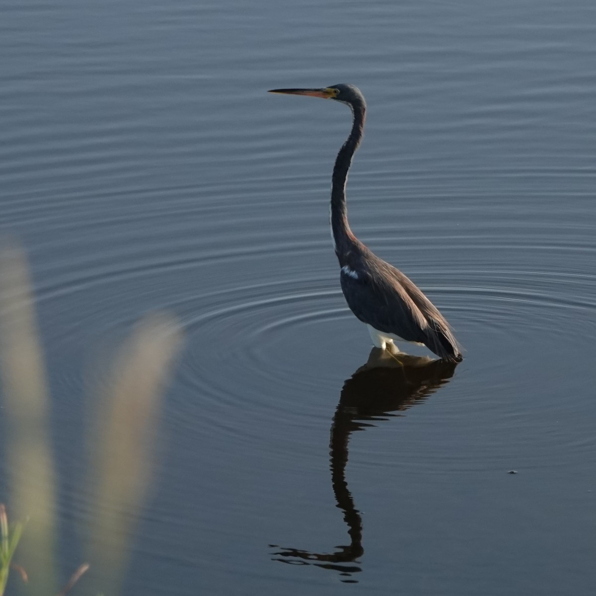 Tricolored Heron - ML620217601