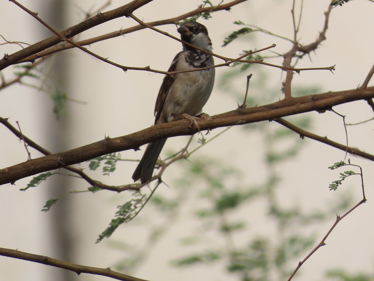 Moineau domestique - ML620217603