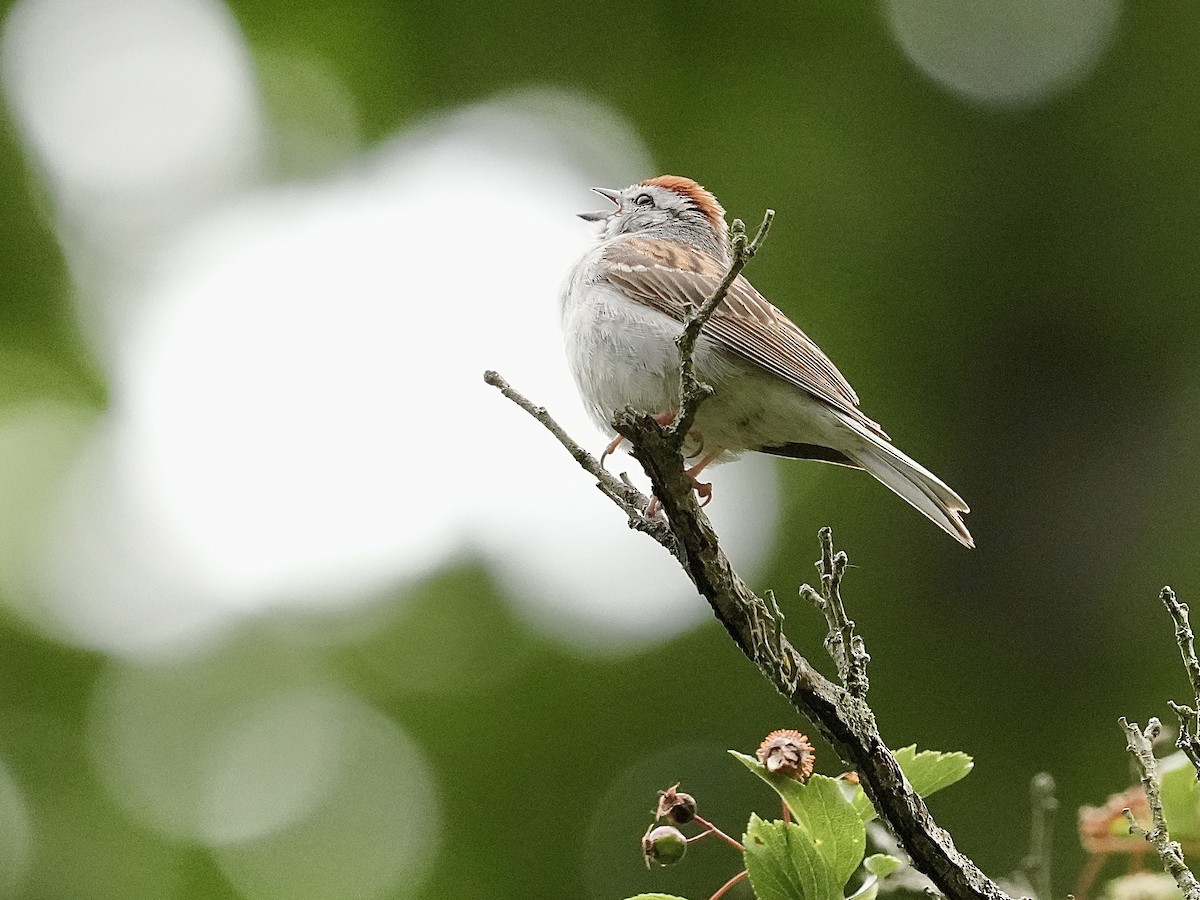 Chipping Sparrow - ML620217605