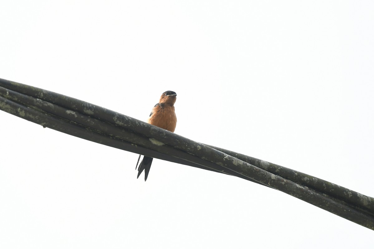 Rufous-bellied Swallow - ML620217607