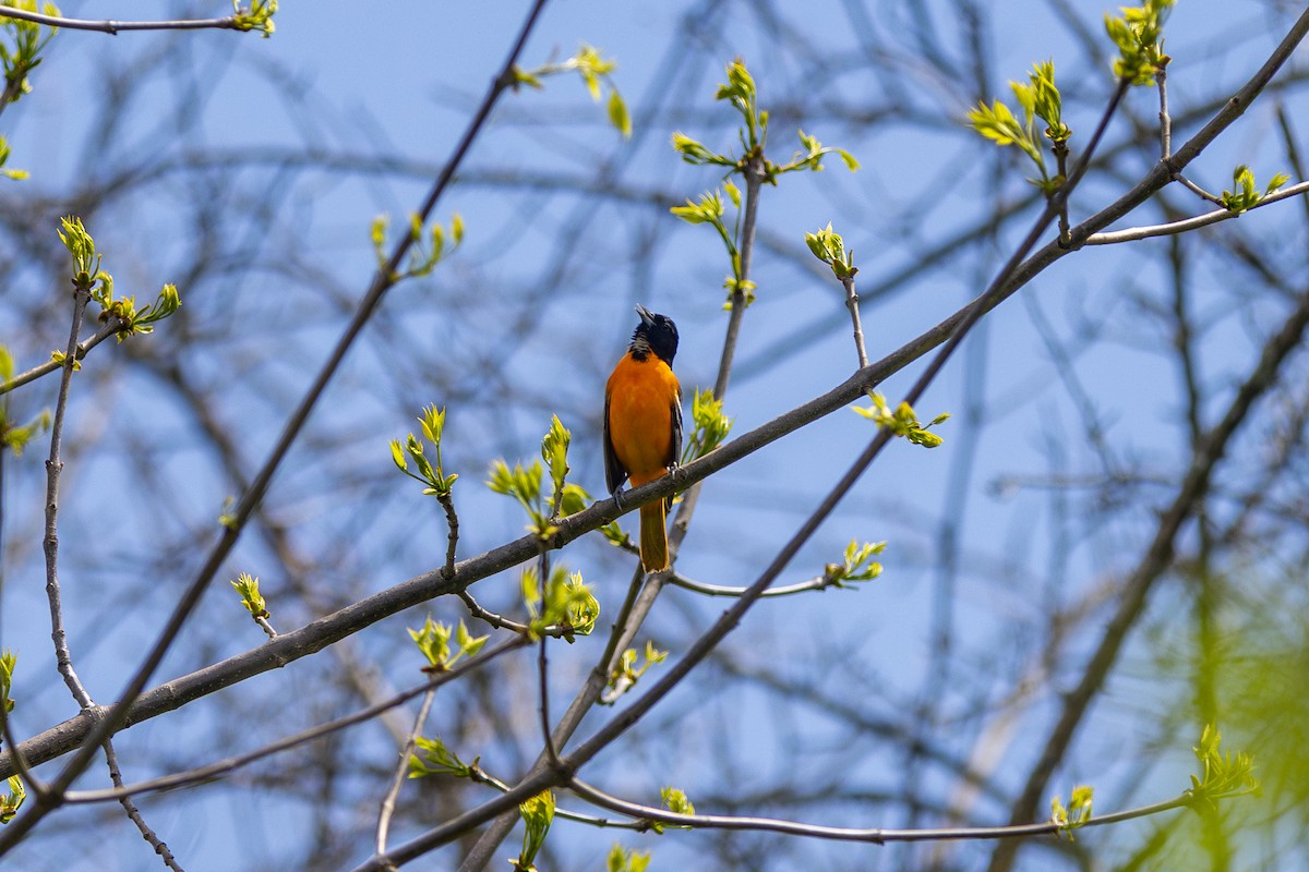 Oriole de Baltimore - ML620217608