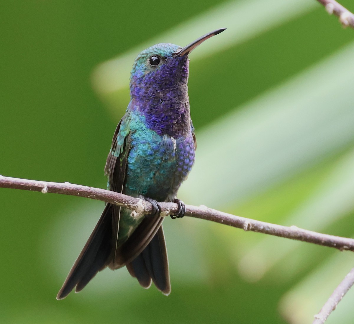 kolibřík safírovohrdlý - ML620217609