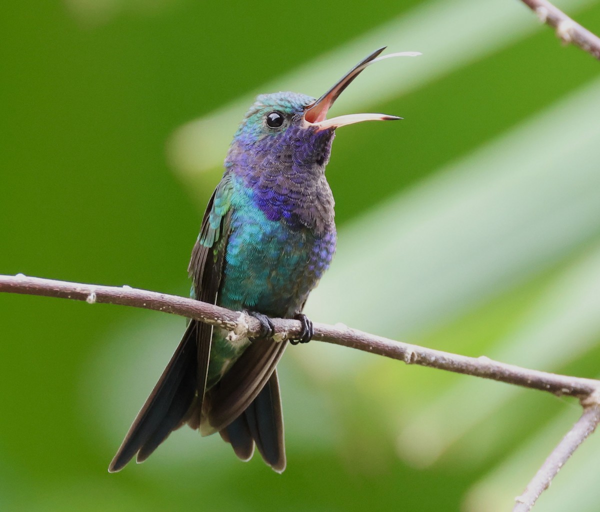 kolibřík safírovohrdlý - ML620217610