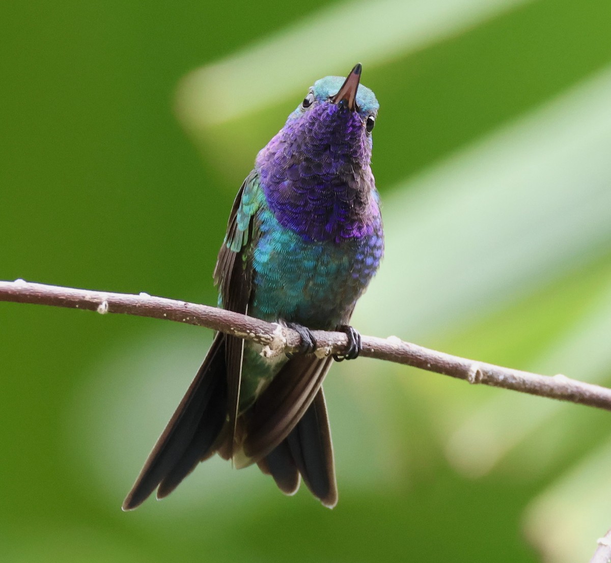 Sapphire-throated Hummingbird - ML620217611