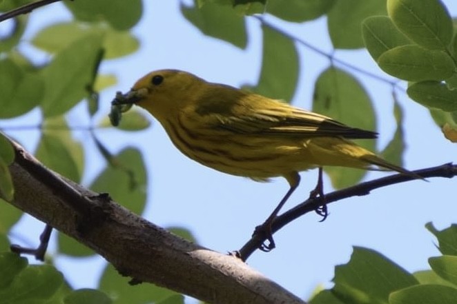 Yellow Warbler - ML620217618