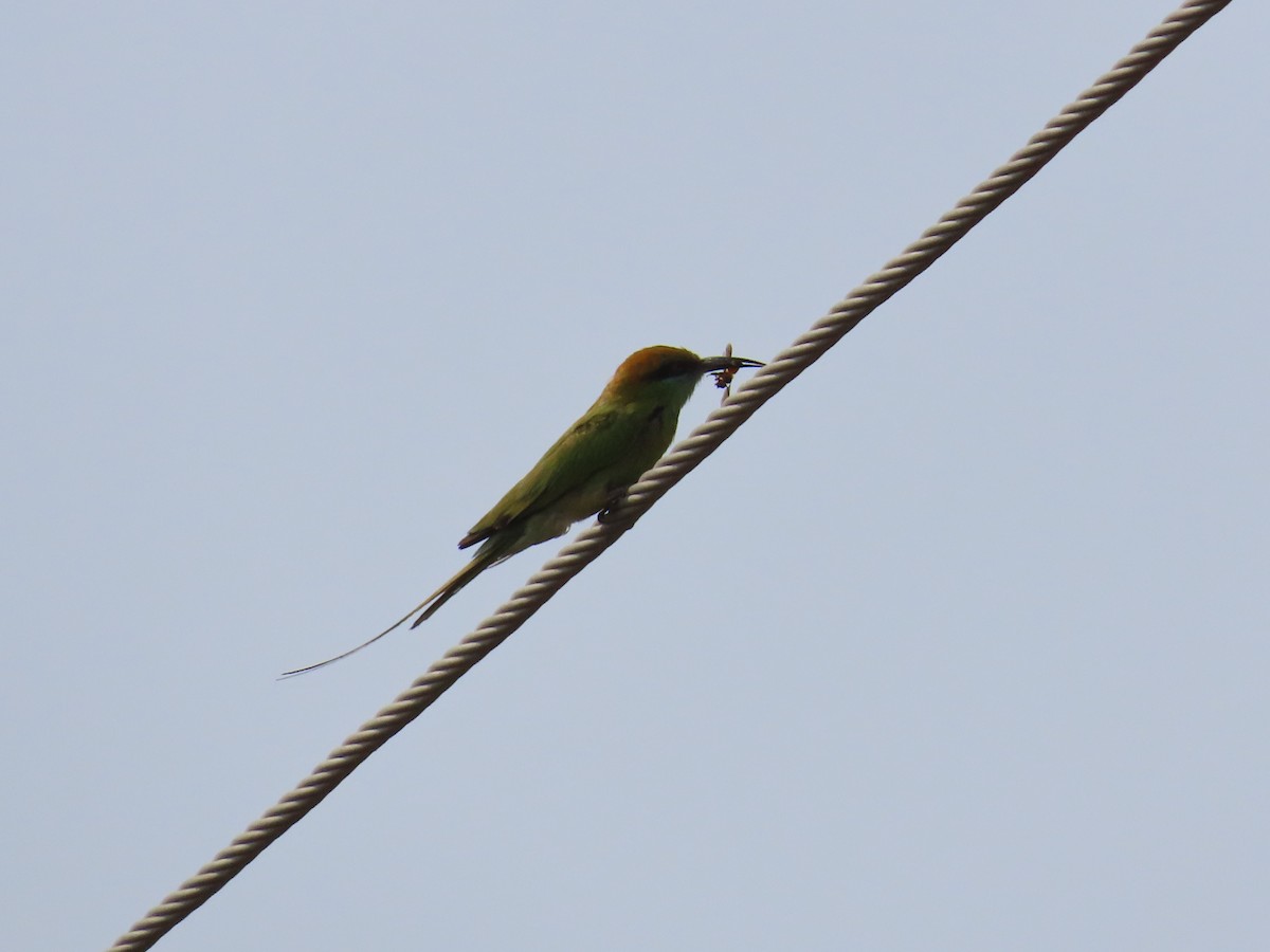 Asian Green Bee-eater - ML620217620