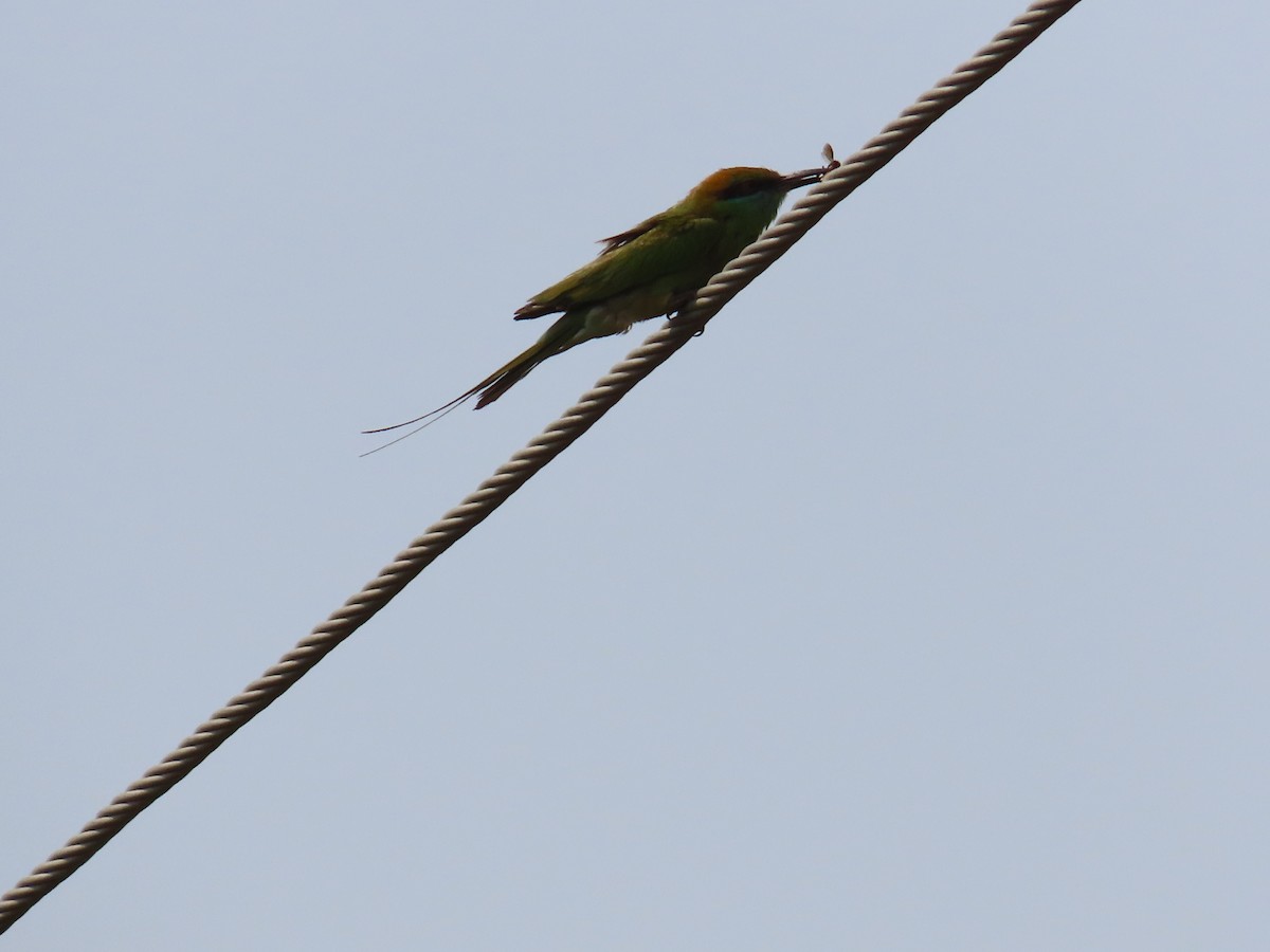 Asian Green Bee-eater - ML620217621