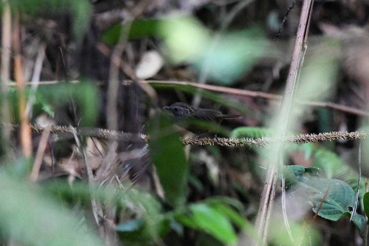 Streaked Wren-Babbler - ML620217624