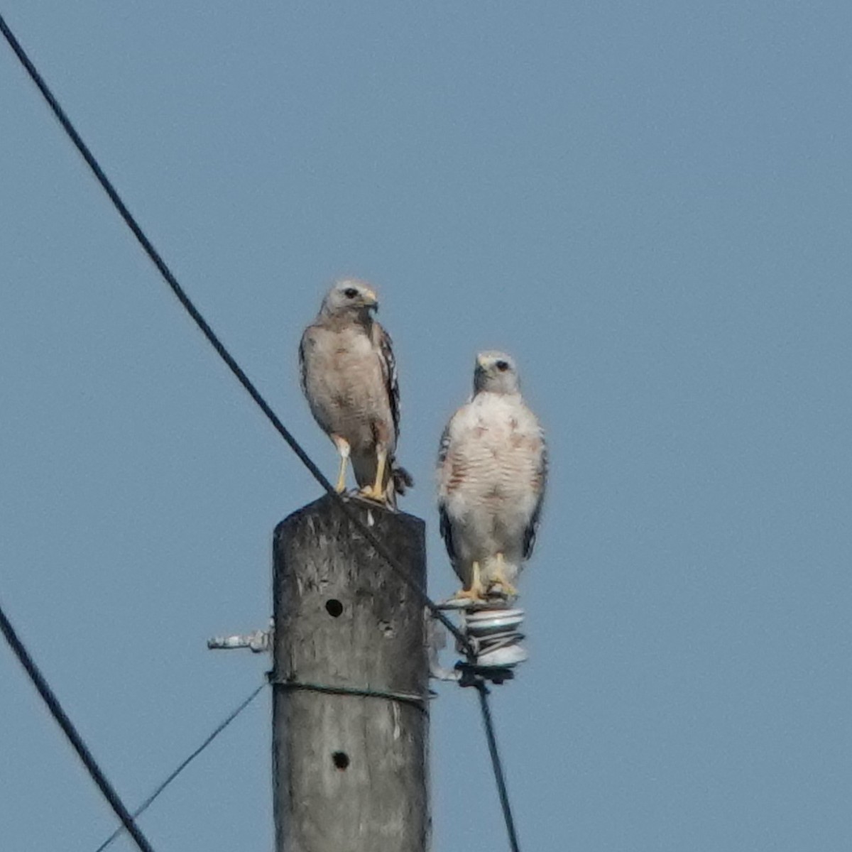 Red-shouldered Hawk - ML620217633