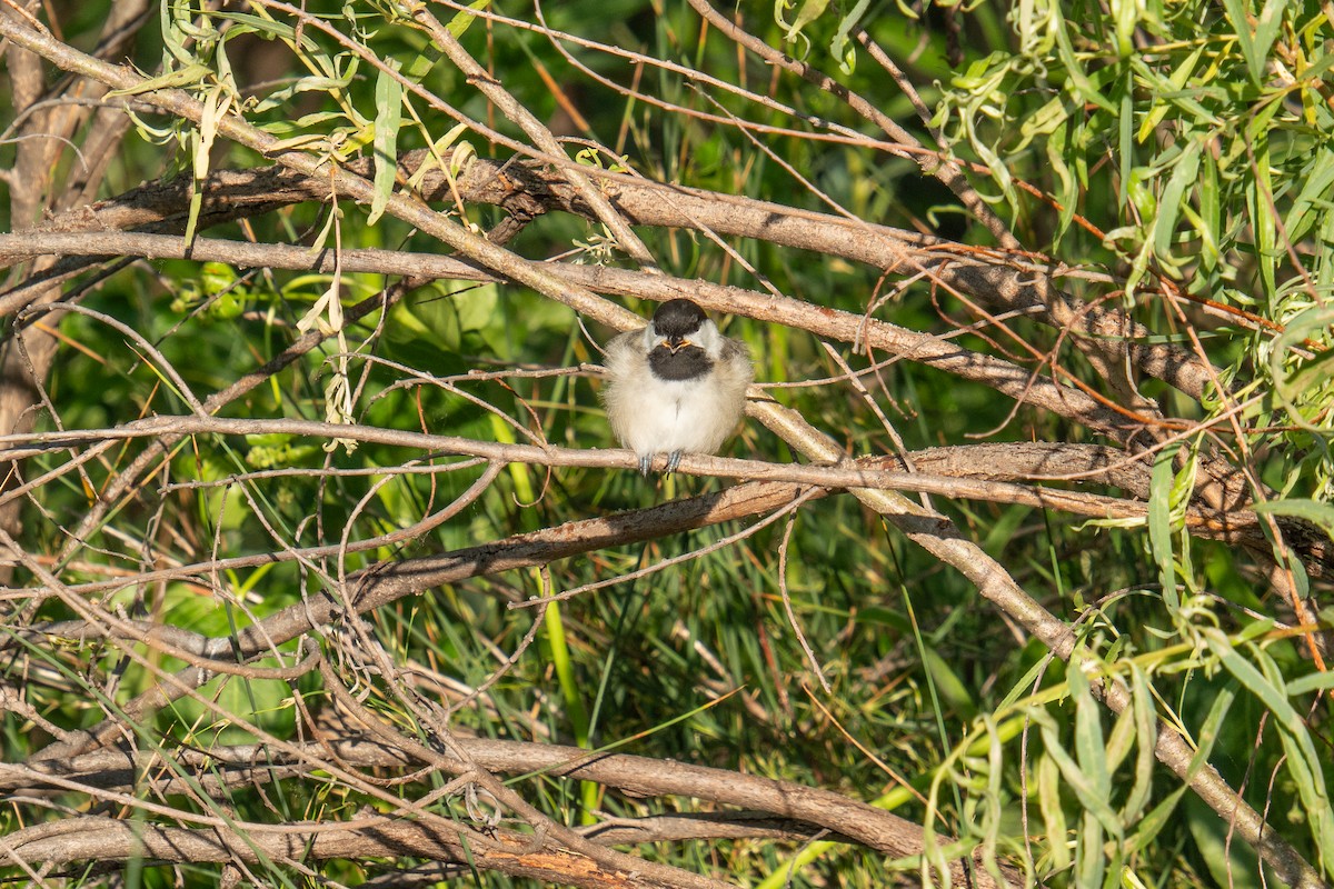 Mésange à tête noire - ML620217639