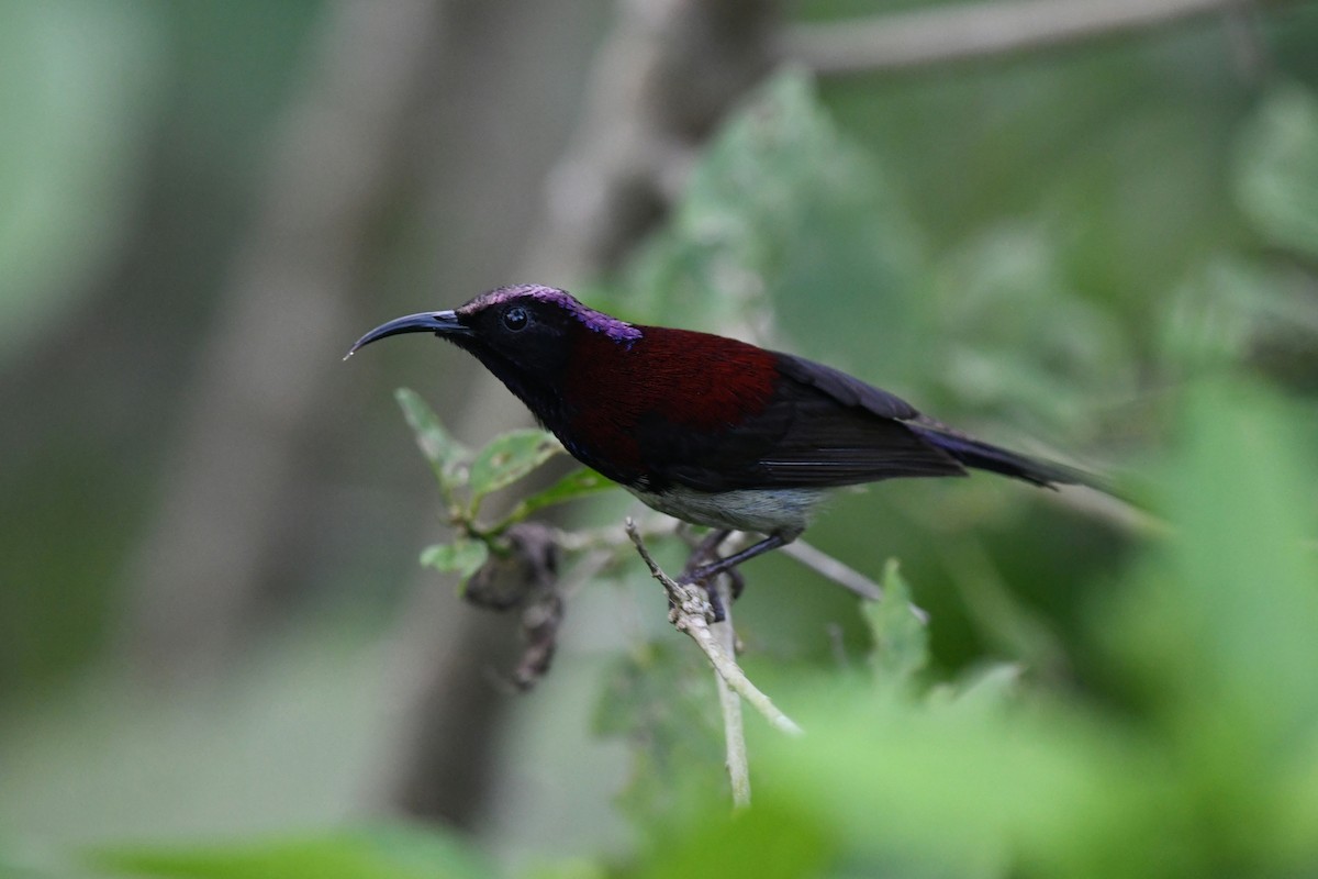 Black-throated Sunbird - ML620217642