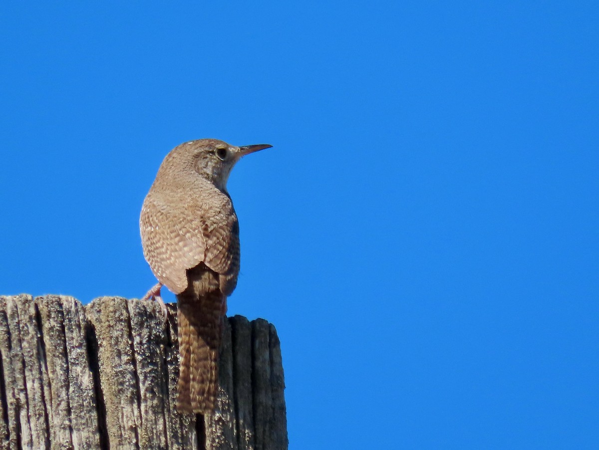 House Wren - ML620217646