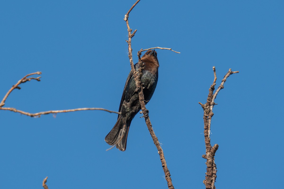 Brown-headed Cowbird - ML620217651