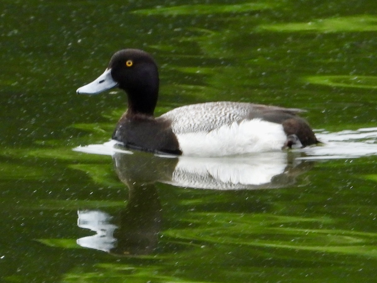 Lesser Scaup - ML620217660