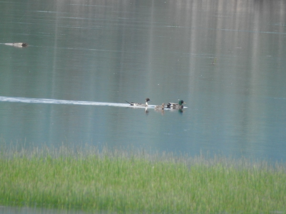 Northern Pintail - ML620217662