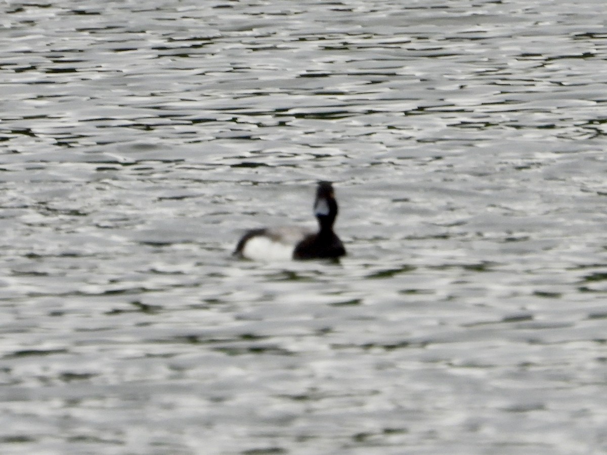 Lesser Scaup - ML620217665