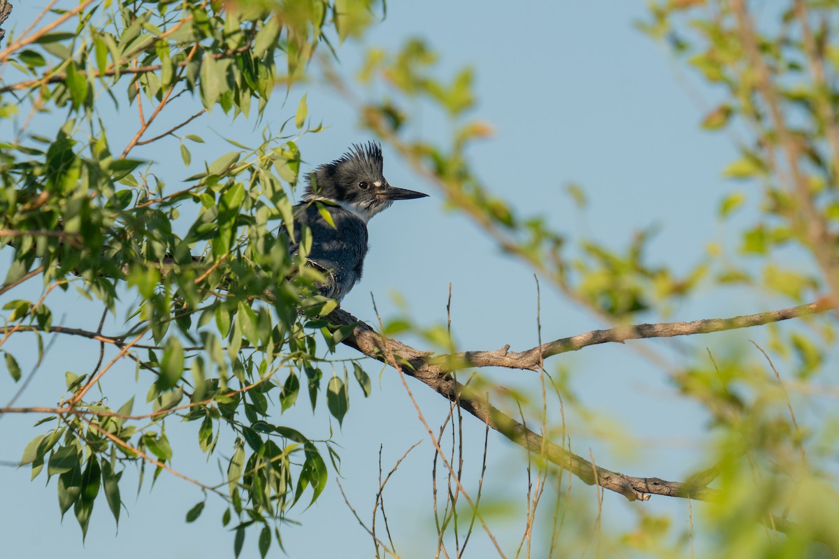 Belted Kingfisher - ML620217668