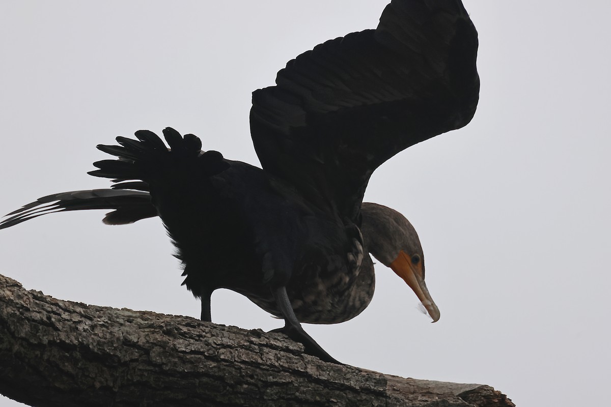 Double-crested Cormorant - ML620217669