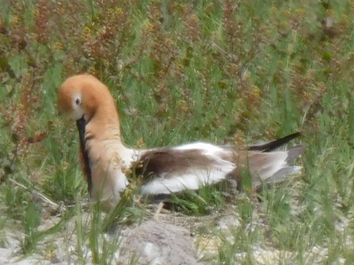 American Avocet - ML620217672