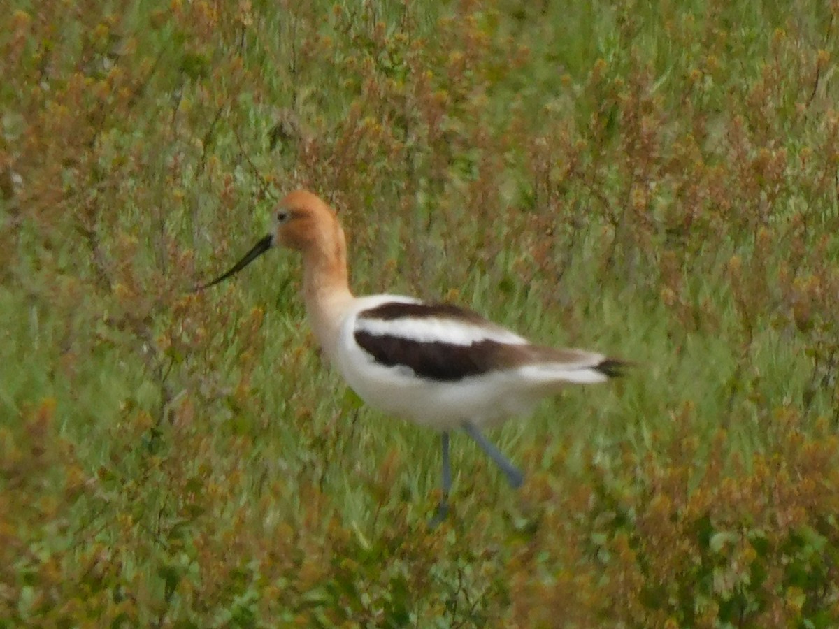 American Avocet - ML620217673