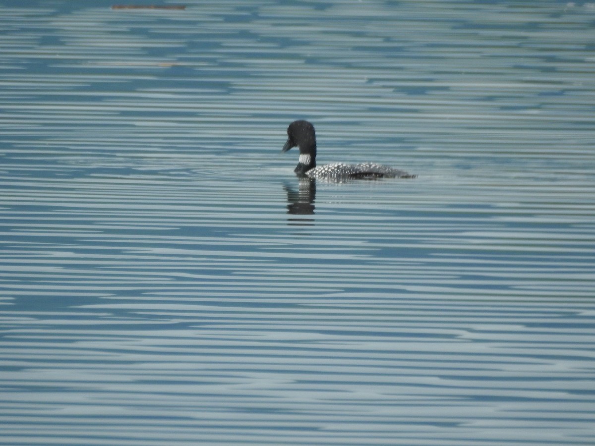 Common Loon - ML620217675