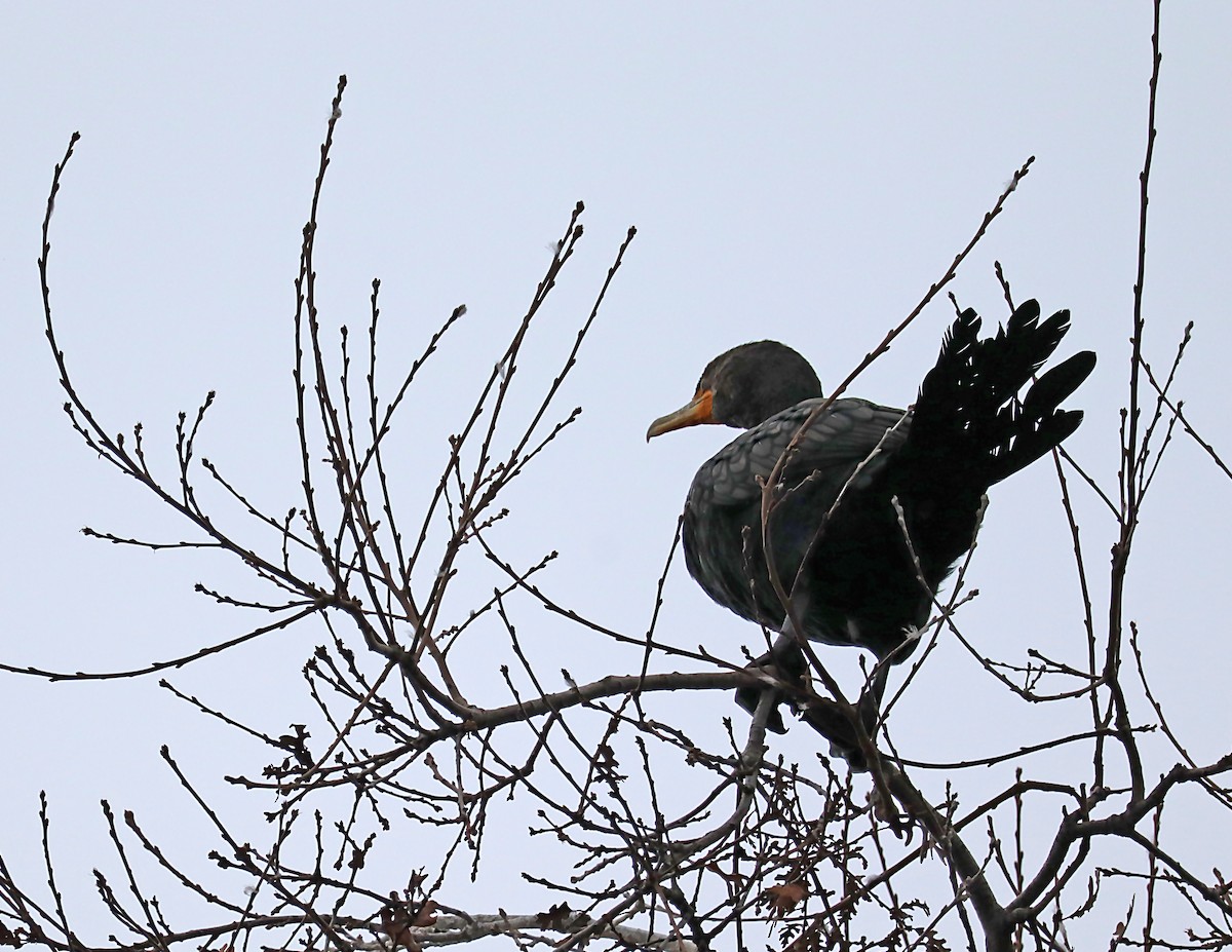 Cormoran à aigrettes - ML620217678