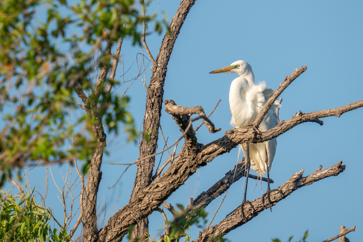 Great Egret - ML620217682