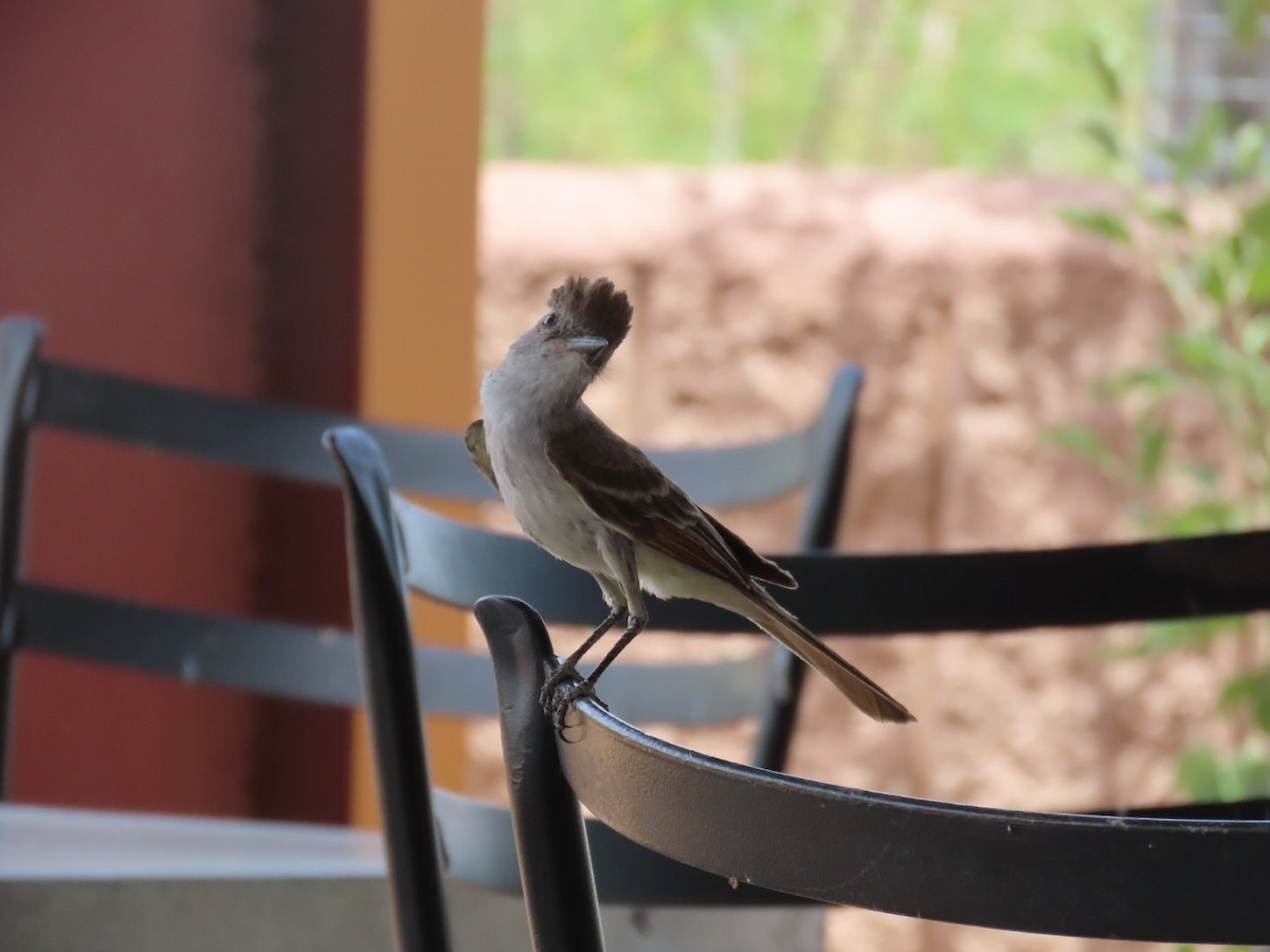 Ash-throated Flycatcher - ML620217691