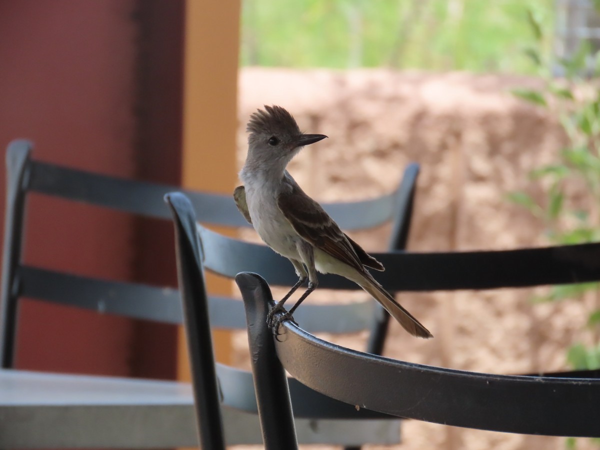 Ash-throated Flycatcher - ML620217692