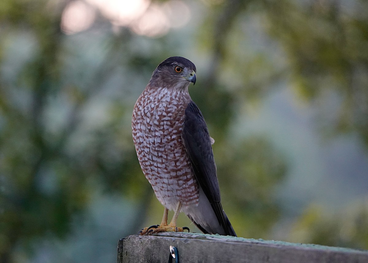 Cooper's Hawk - ML620217694