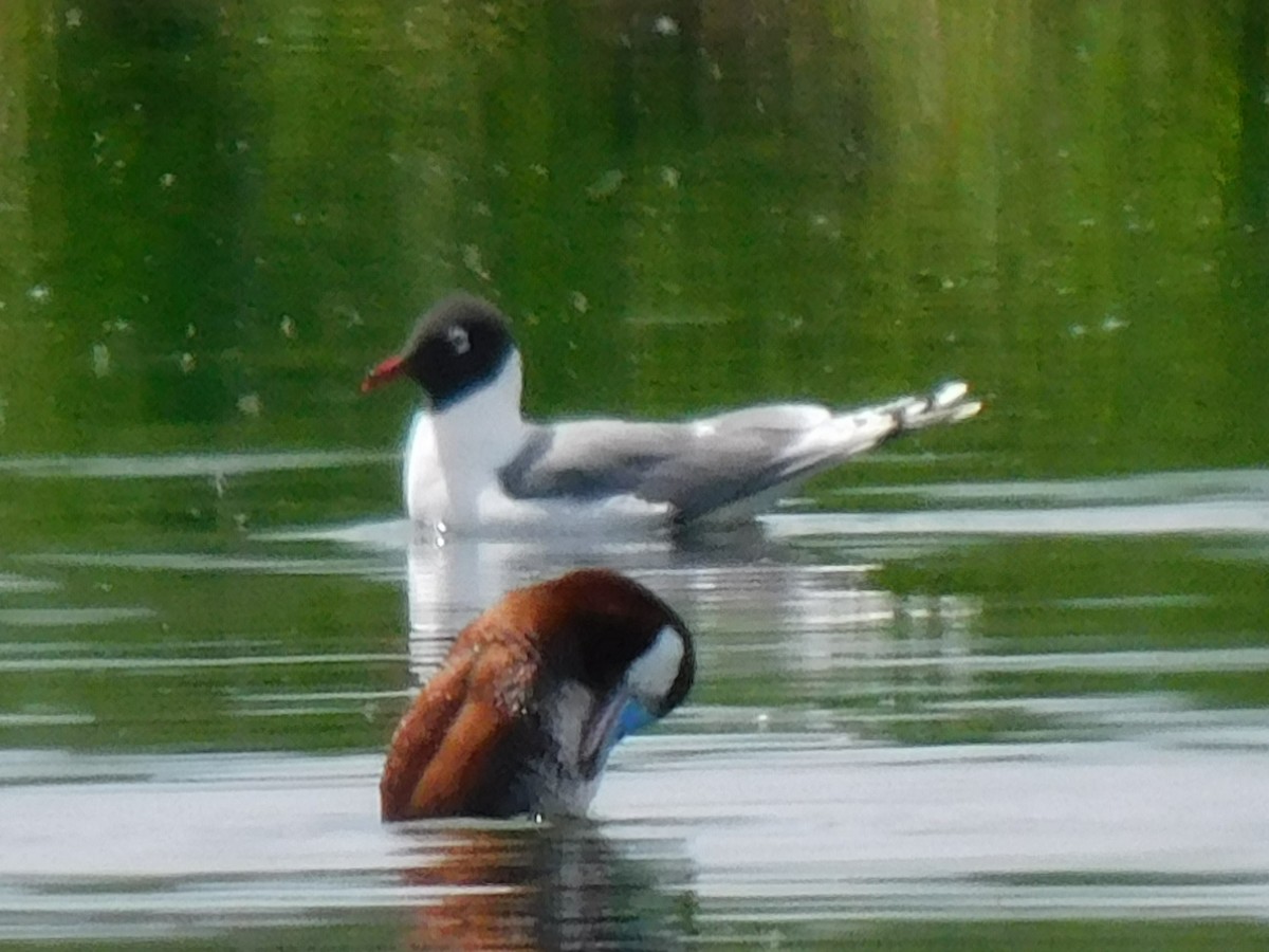 Franklin's Gull - ML620217696