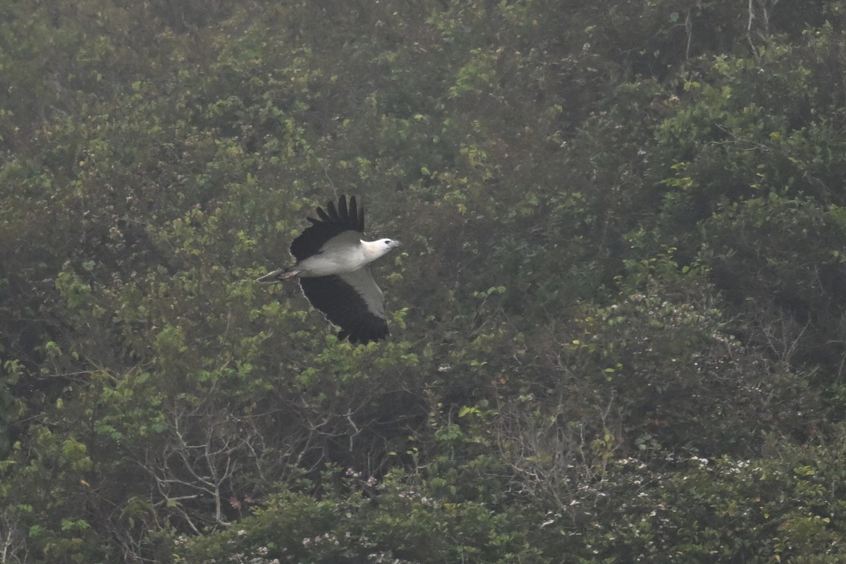 White-bellied Sea-Eagle - ML620217699