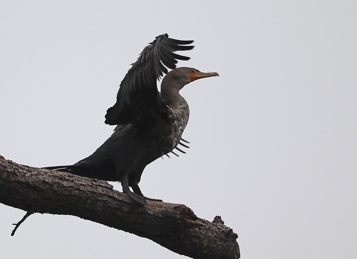 Cormoran à aigrettes - ML620217702