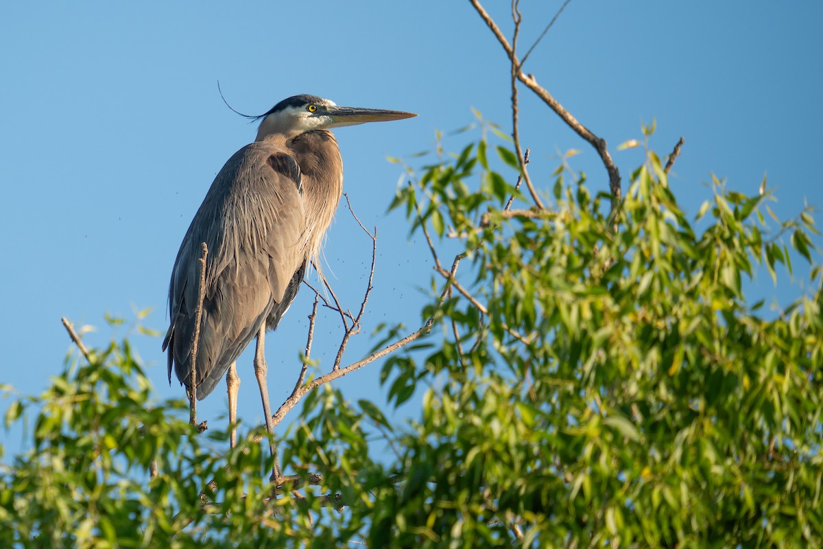 Great Blue Heron - ML620217703