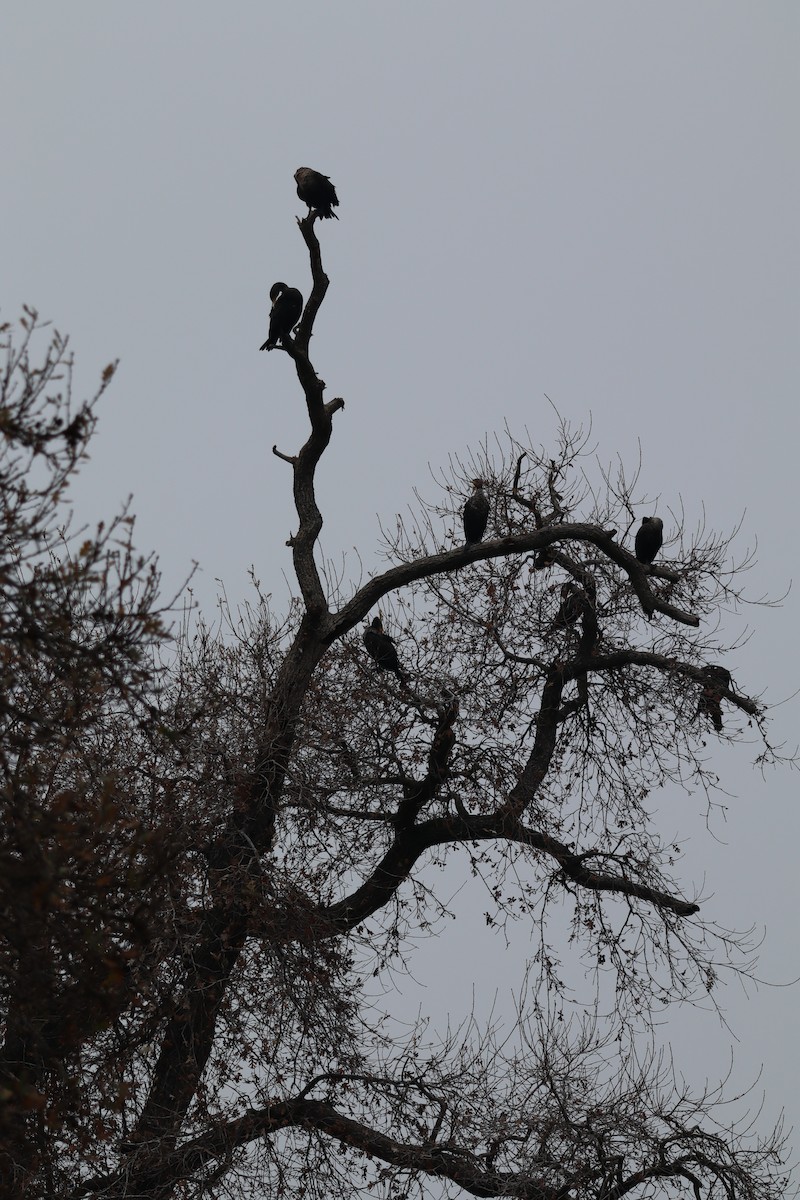 Double-crested Cormorant - ML620217708