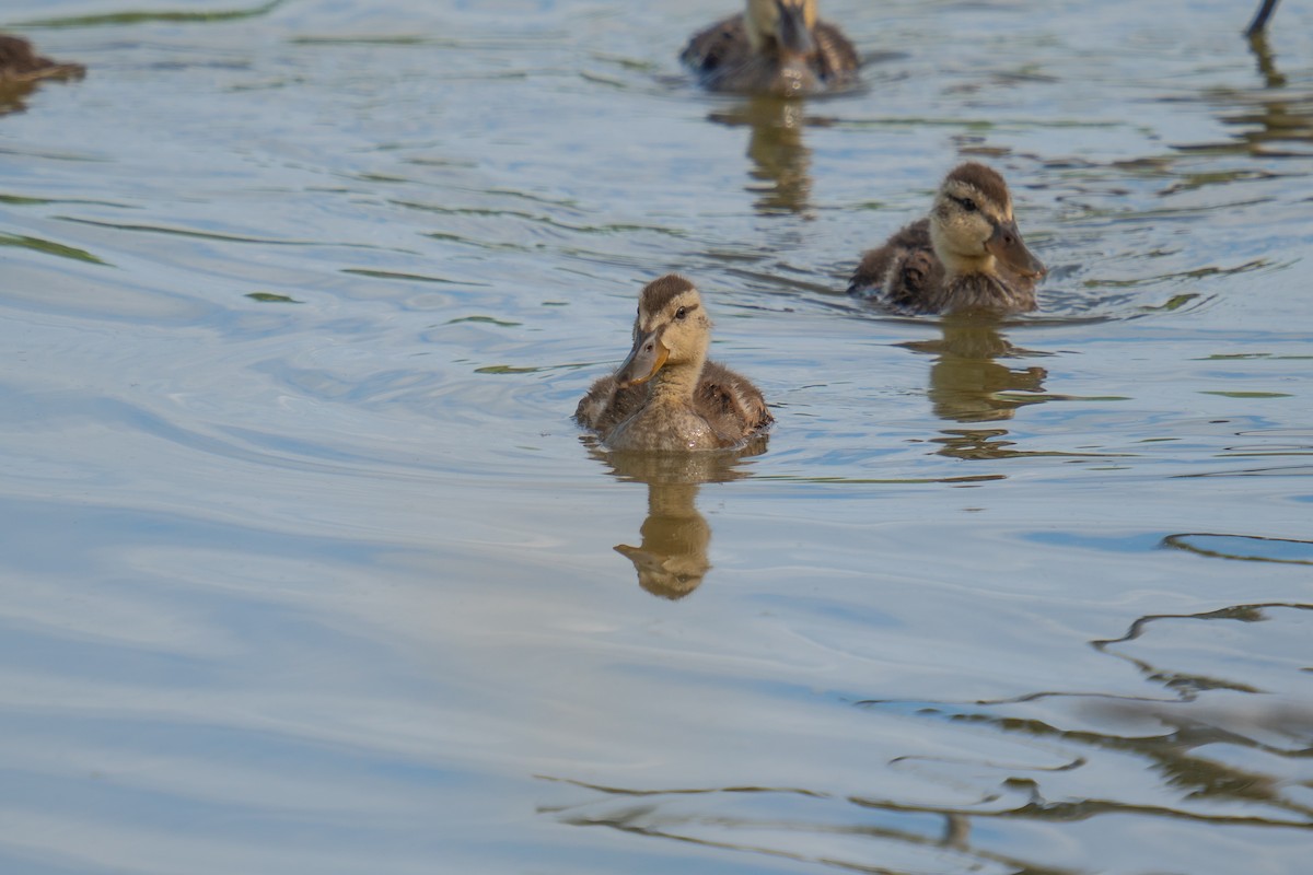 Mallard - ML620217718