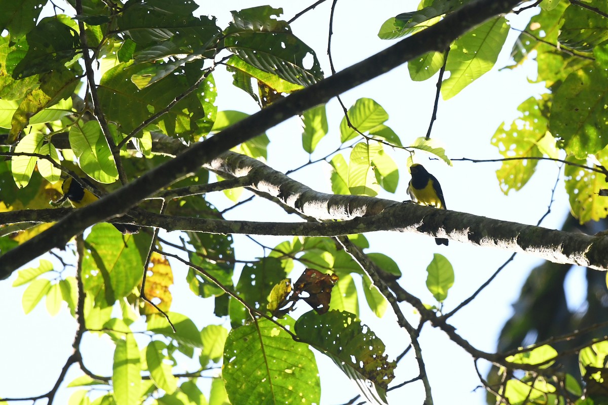Sultan Tit (Yellow-crested) - ML620217726
