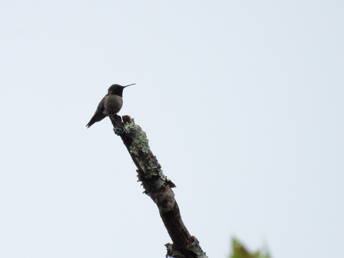 Ruby-throated Hummingbird - ML620217728