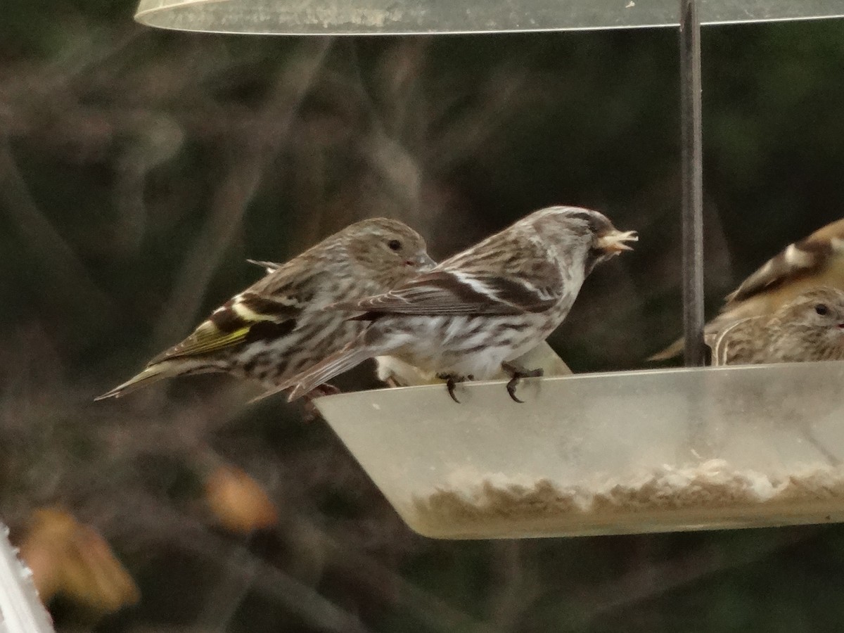 Redpoll (Common) - ML620217731
