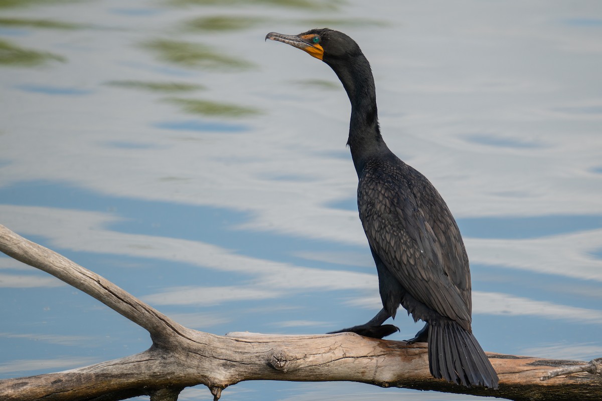 Cormoran à aigrettes - ML620217732