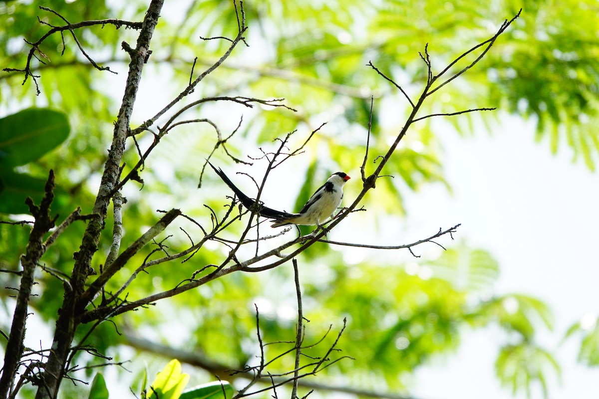 Pin-tailed Whydah - ML620217736