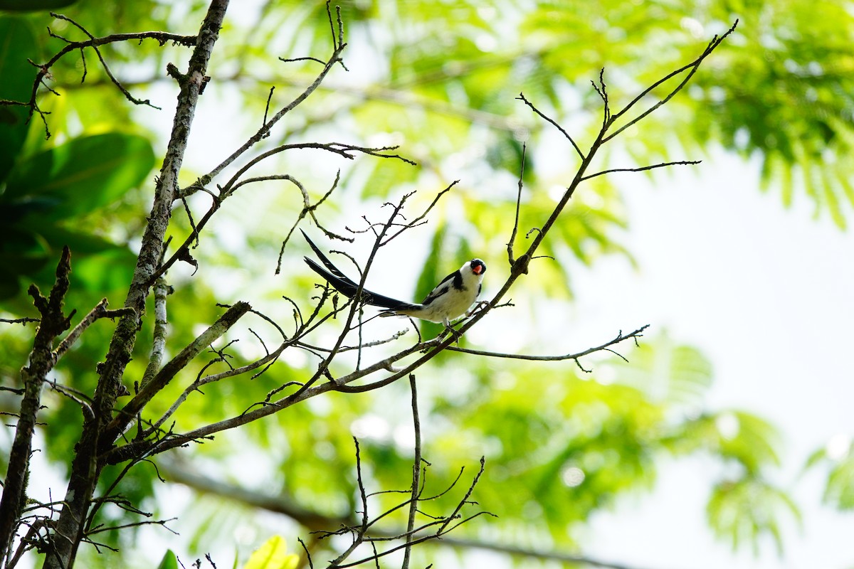 Pin-tailed Whydah - ML620217737