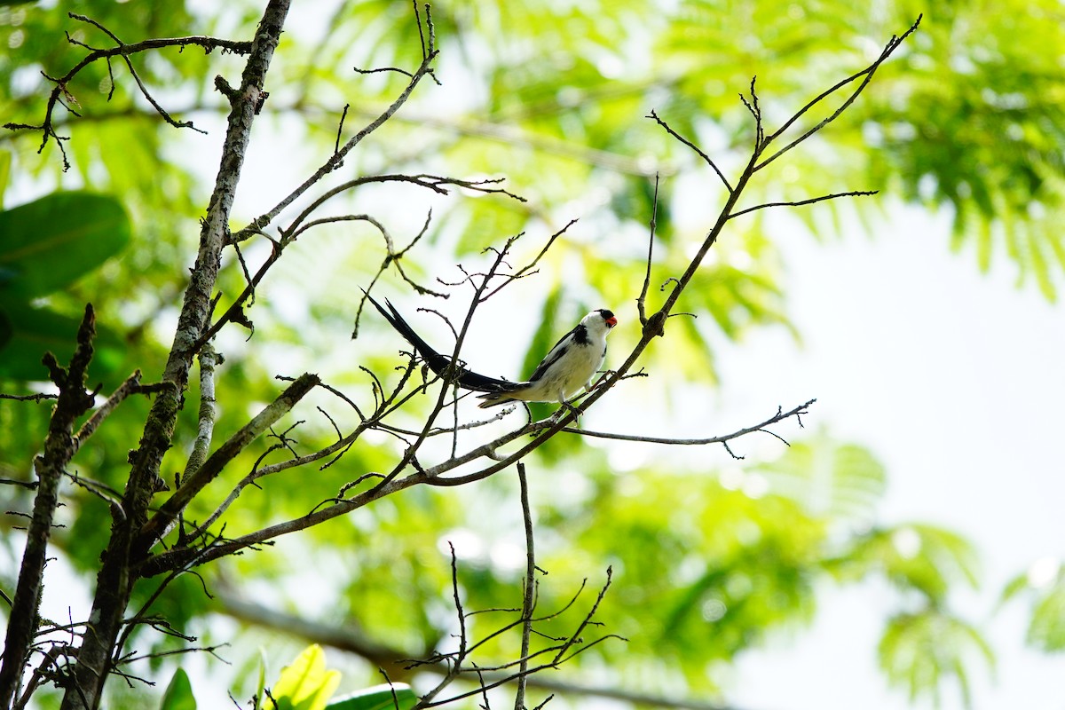 Pin-tailed Whydah - ML620217738